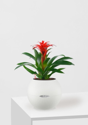 Гузмания Хоп 12/40 см в PURO 20