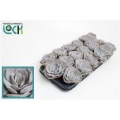 Эхеверия Runyonii d8.5 см h10 см