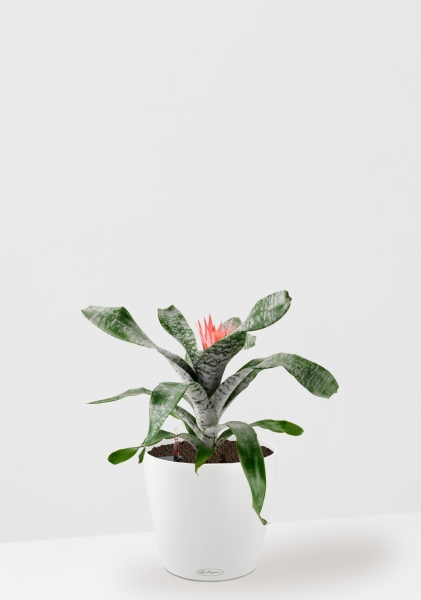 Эхмея 17/50 см в CLASSICO COLOR 21 Эхмея 17/50 см в CLASSICO COLOR 21