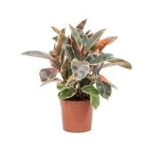 Фикус Эластика Бейлиз 3 ствола d24 см h60 см