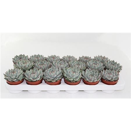 Эхеверия Secunda d8.5 см h10 см Эхеверия Secunda d8.5 см h10 см