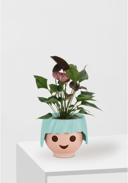 Антуриум Андре шоколадный 12/40 см в OJO Антуриум Андре шоколадный 12/40 см в OJO