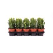 Эуфорбия Тригона d12 см h27.5 см