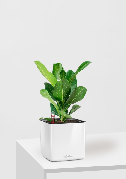  Фикус Бенгальский Одри 12/30 см в CUBE GLOSSY 14