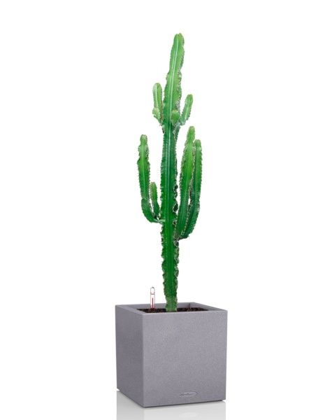 Эуфорбия 19/110 см в CANTO STONE LOW 30