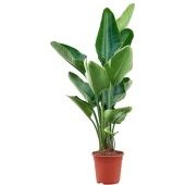 Стрелиция Николай d21 см h100 см тип 2 Стрелиция Николай d21 см h100 см тип 2