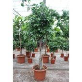 Фикус Нитида на двойном стволе d60 см h250 см