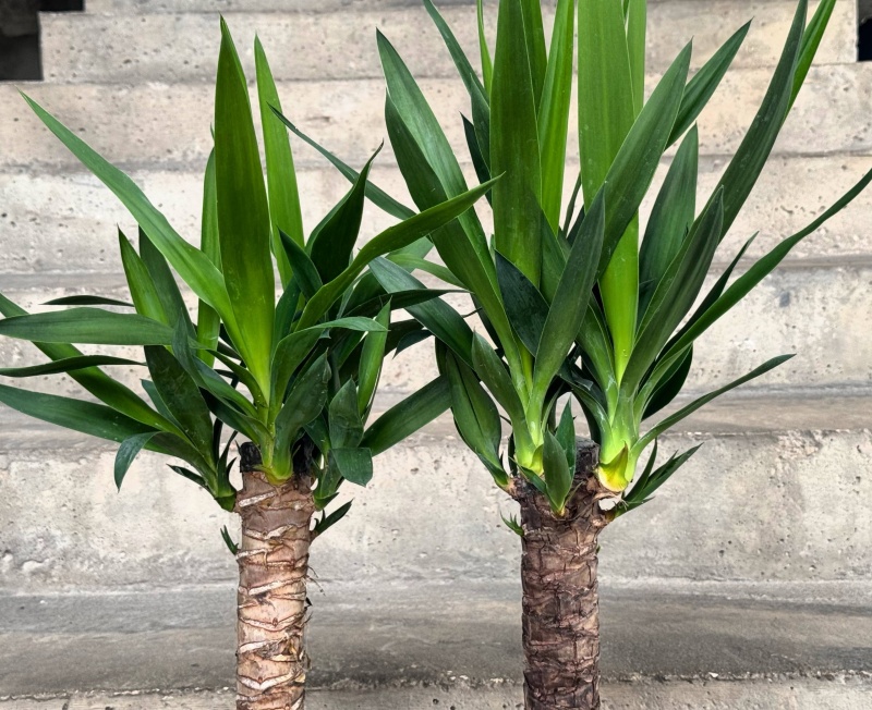 Юкка: суровая красота, которая уживается даже с новичками