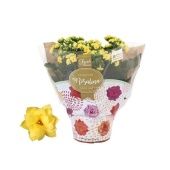 Каланхоэ Rosalina Don Amarillo желтый d15 см h27.5 см Каланхоэ Rosalina Don Amarillo желтый d15 см h27.5 см