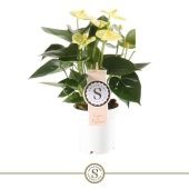 Антуриум Андрианум Чемпион желтый d9 см h30 см