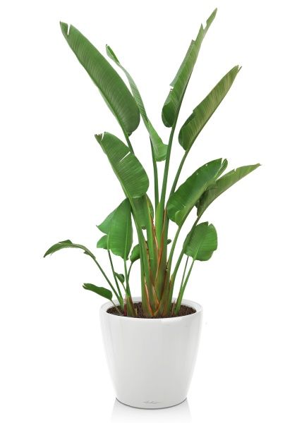 Стрелиция Николай 30/200 в CLASSICO LS 50 Стрелиция Николай 30/200 в CLASSICO LS 50