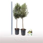 Олива европейская d40 см h220 см тип 1