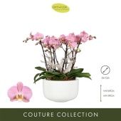 Фаленопсис Optistar Padova In Sunny Bowl d34 см h65 см Фаленопсис Optistar Padova In Sunny Bowl d34 см h65 см