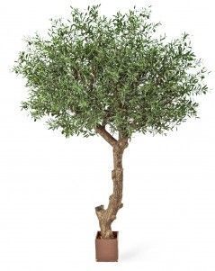 Олива Олден на толстом стволе