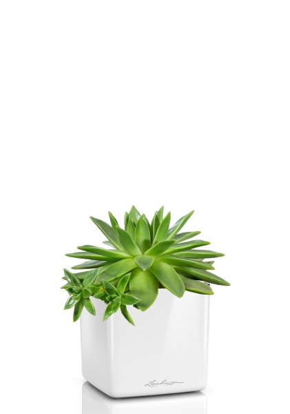 Эхеверия зеленая 10/15 см в CUBE GLOSSY 14