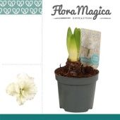 Гиппеаструм Kolibri Alfresco Flora Magica 1 ствол d9 см h20 см Гиппеаструм Kolibri Alfresco Flora Magica 1 ствол d9 см h20 см