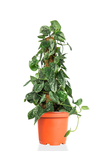 Сциндапсус Пиктус на опоре 15/50 см Сциндапсус Пиктус на опоре 15/50 см