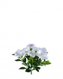 Петуния куст белый