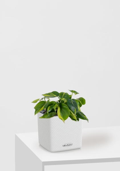 Филодендрон Бразил 12/20 см в Cube Color 14