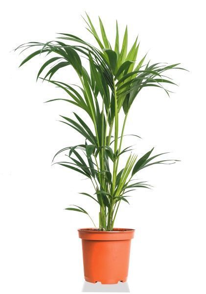 Ховея Кентия 21/100 см Ховея Кентия 21/100 см