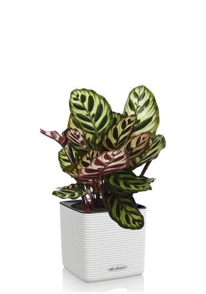 Калатея Макояна в CUBE COLOR 14 Калатея Макояна в CUBE COLOR 14