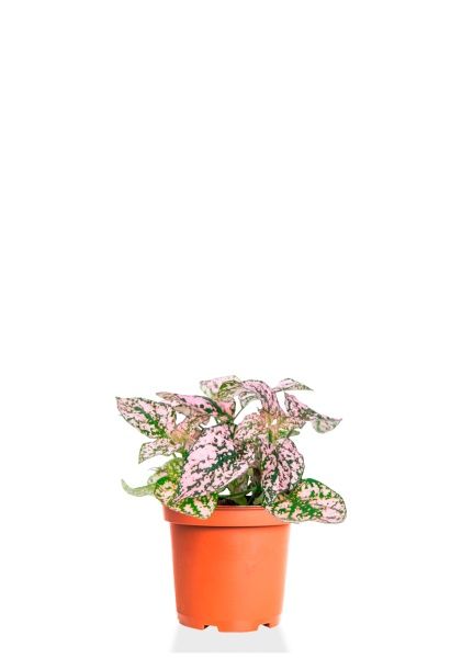 Гипоэстес микс 8/15 см