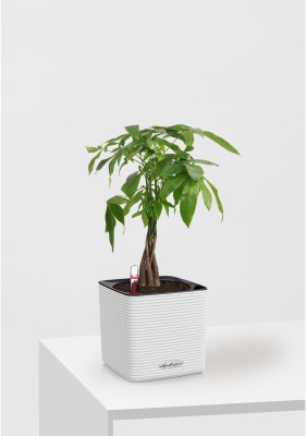 Пахира Акватика косичка 14/50 см в CUBE Color 16