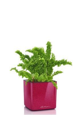 Нефролепис Возвышенный в CUBE GLOSSY KISS 14, вишнево-розовый блестящий