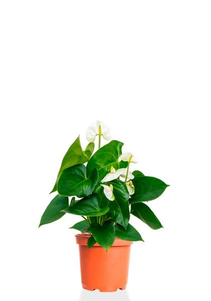 Антуриум Андрианум белый 12/40 см