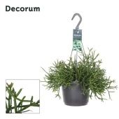 Рипсалис Бурчелли d17 см h30 см