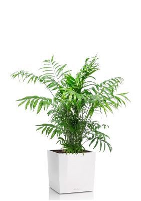 Хамедорея Элеганс 24/120 см в CUBE 30, белый блестящий 