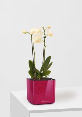 Орхидея Фаленопсис мини микс 9/30 см в CUBE GLOSSY KISS 14