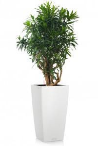 Драцена Песнь Ямайке в CUBICO COLOR 40