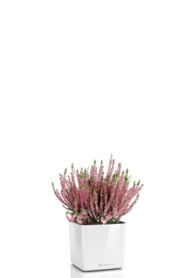 Вереск (Эрика) розовый в CUBE GLOSSY 14