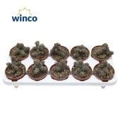 Эуфорбия d10.5 см h15 см Эуфорбия d10.5 см h15 см