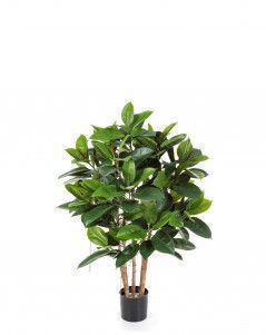 Фикус Эластика куст зелёный большой