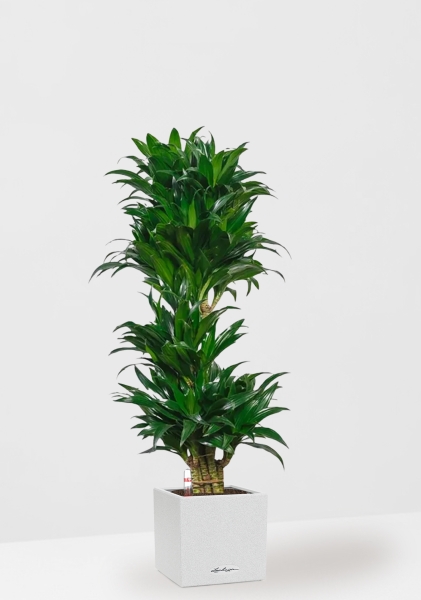 Драцена Компакта бранч 34/150 см в CANTO STONE LOW 40 Драцена Компакта бранч 34/150 см в CANTO STONE LOW 40