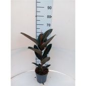 Фикус Эластика Абиджан d17 см h70 см Фикус Эластика Абиджан d17 см h70 см