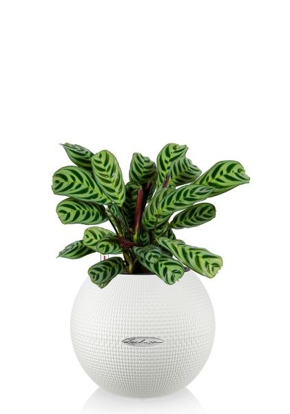 Ктенанта Бурле в PURO 20