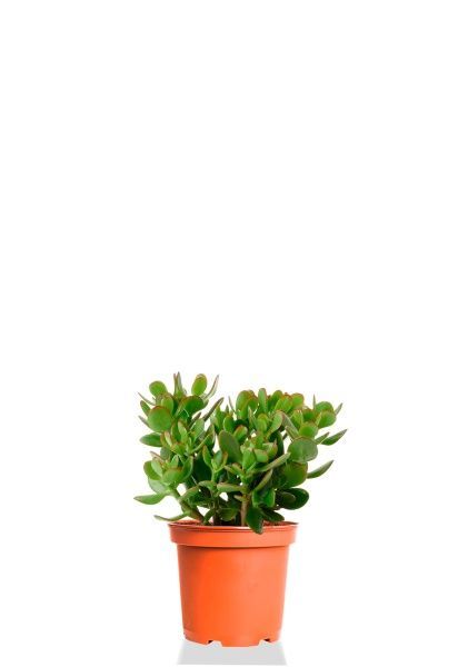 Крассула Овата 12/20 см