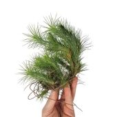 Тилландсия Funckiana Clumb d15 см h15 см