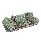 Адромискус Микс d8.5 см h10 см тип 2