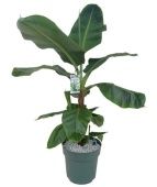 Банан d30 см h150 см тип 1