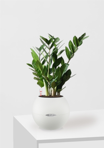 Замиокулькас 12/45 в PURO 20 Замиокулькас 12/45 в PURO 20