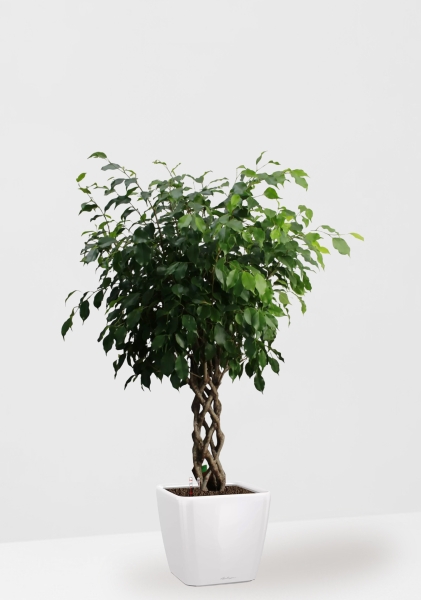 Фикус Бенджамина Экзотика цилиндр 27/120 см в QUADRO LS 35 Фикус Бенджамина Экзотика цилиндр 27/120 см в QUADRO LS 35