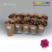 Каланхоэ Calandiva Serenity Purple d10.5 см h23 см