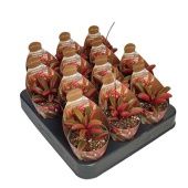 Пеперомия Graveolens Ruby Glow Potcover d6.5 см h8 см