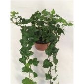 Хедера хеликс Green Wave d13 см h30 см