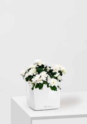 Азалия индика белая 12/25 см в CUBE GLOSSY 14