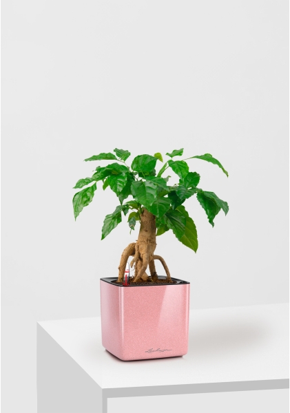 Радермахера бонсай 12/30 см в CUBE Glossy Kiss 14